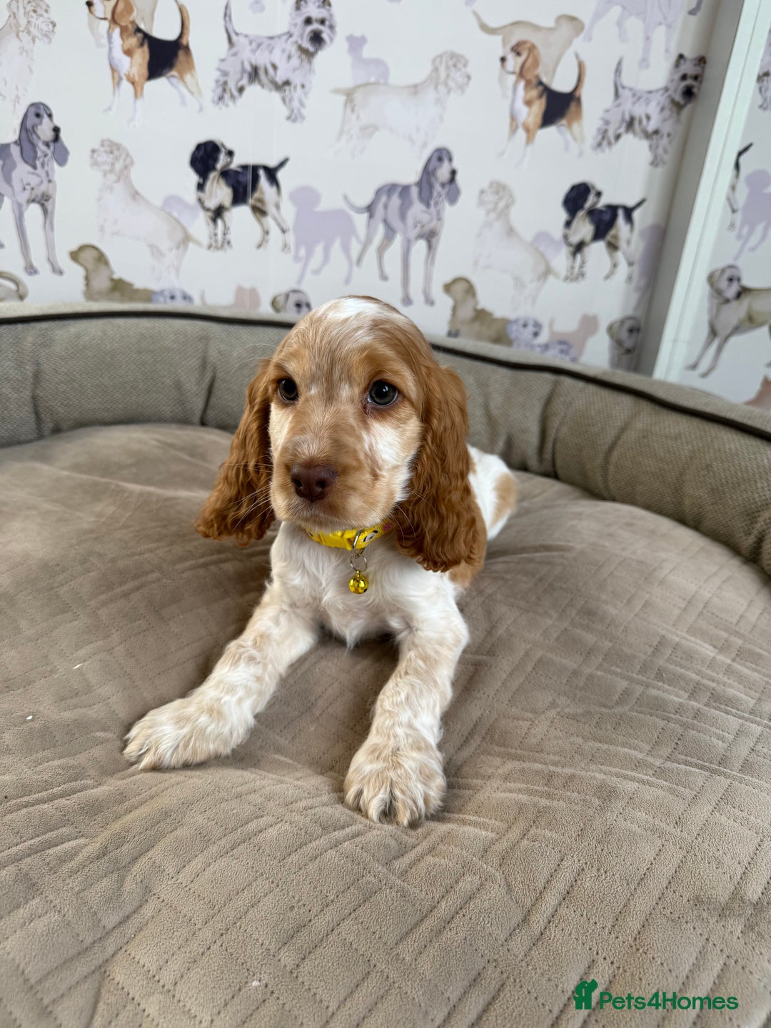 Cocker Spaniel dogs for sale: Beautiful show litter Cockers ready now - Image 9