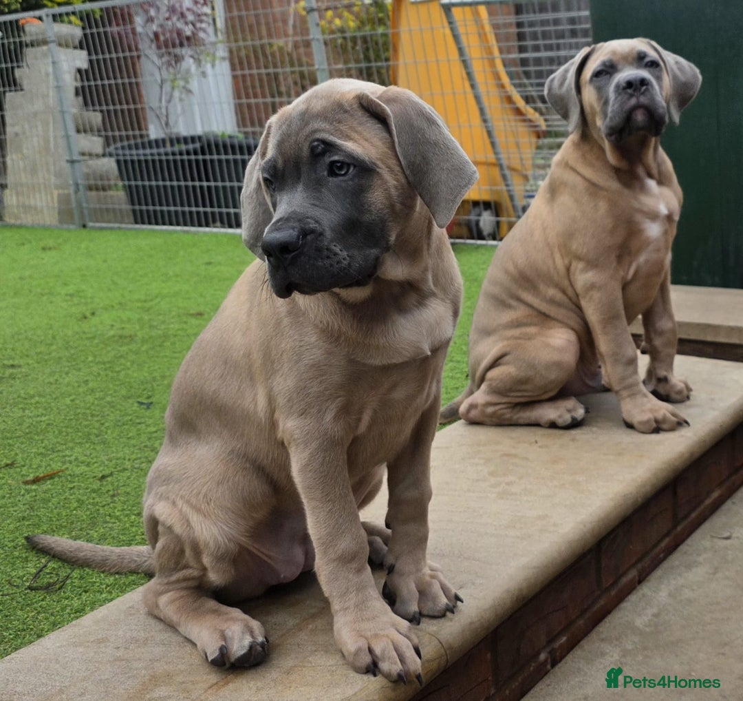 Cane Corso dogs for sale: Excellent Bloodline cane corso puppies ready now - Image 9