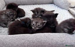 Maine Coon cats for sale: Reserve your dream kitten now - Image 21