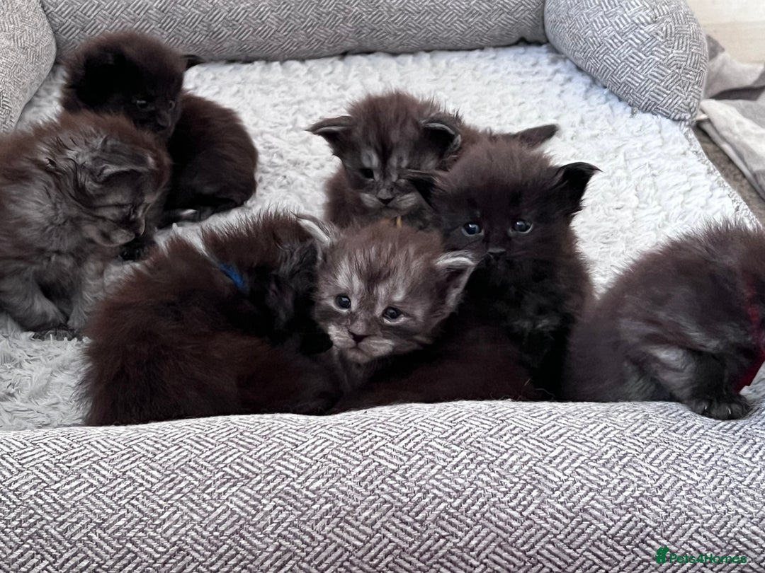 Maine Coon cats for sale: Reserve your dream kitten now - Image 21