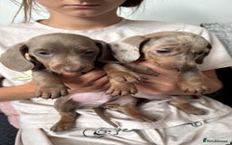 Miniature Dachshund dogs for sale: ❤️🐶 Miniature dachshund puppies 🐶❤️ READY NOW!! - Image 5