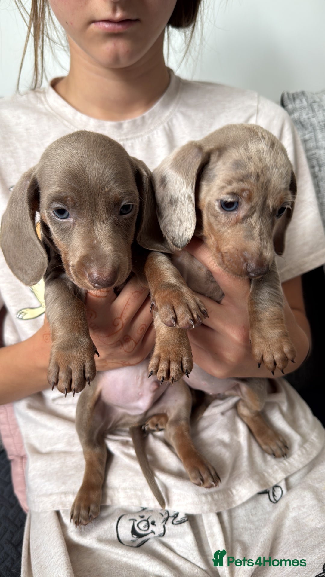 Miniature Dachshund dogs for sale: ❤️🐶 Miniature dachshund puppies 🐶❤️ READY NOW!! - Image 5