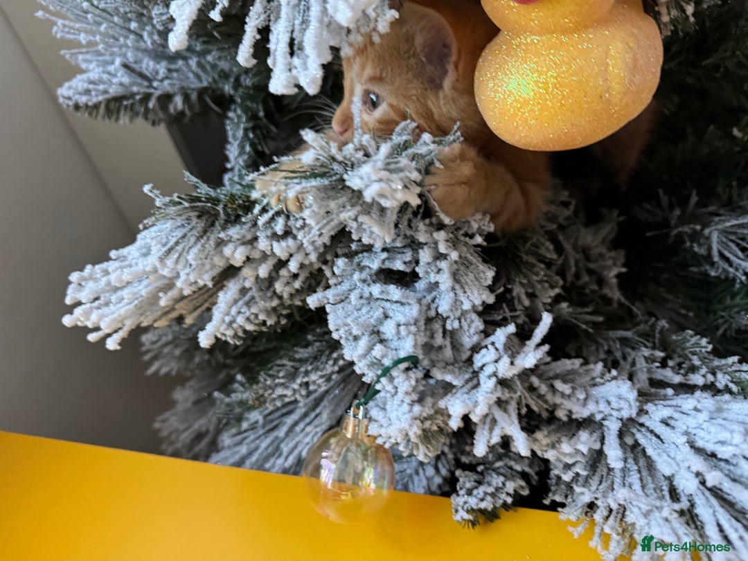 Domestic Shorthair cats for sale: Ginger Kittens - Advert 2