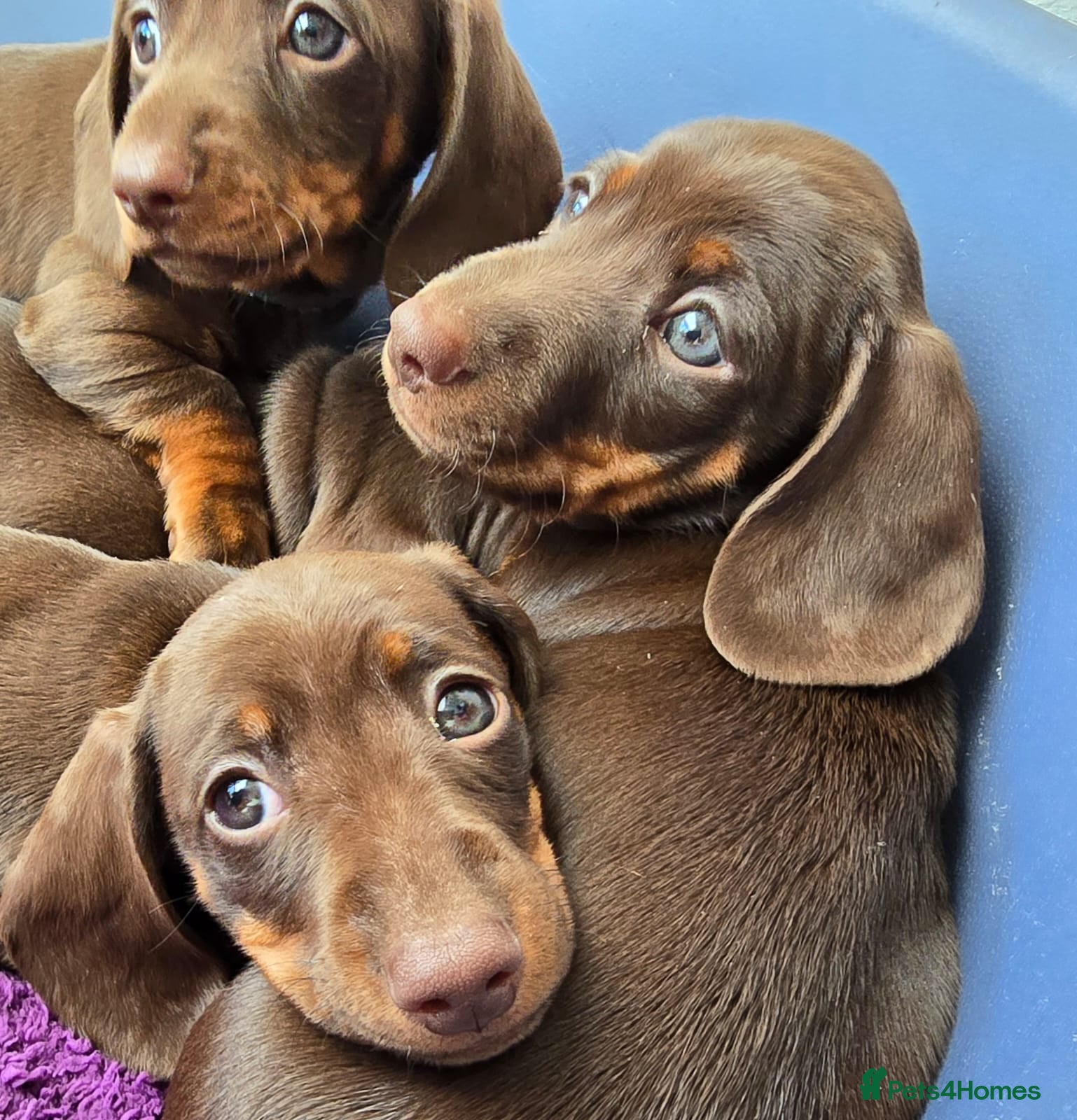 Miniature Dachshund dogs Miniature dachshund  - Advert 13