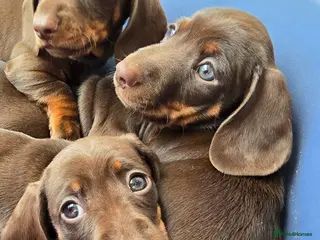 Miniature Dachshund dogs Miniature dachshund - Advert 13