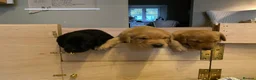 Labrador Retriever dogs for sale: KC Reg Fox Red and Black Labrador Puppies - Advert 8