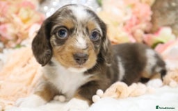 Miniature Dachshund dogs for sale: KC Miniature Dachshund Puppies - Advert 8