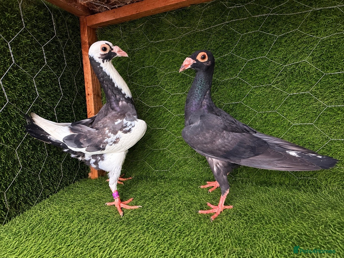 Pigeons birds Beautiful Quality Pigeons Healthy & Well Cared For - Advert 1