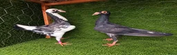 Pigeons birds for sale: Beautiful Quality Pigeons Healthy & Well Cared For - Advert 25