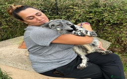 English Setter dogs for adoption: Cata  - Image 10