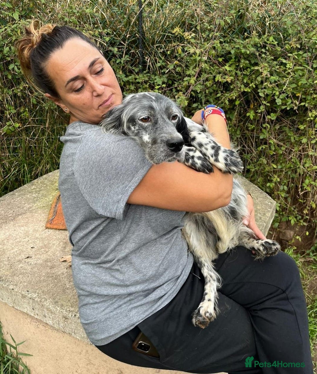 English Setter dogs for adoption: Cata  - Image 10