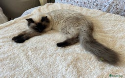 Bengal cats for sale: MUST GO TOGETHER  - Advert 9