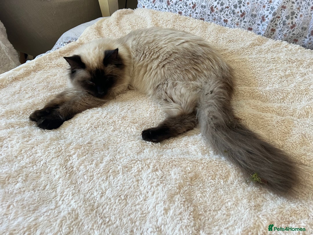 Bengal cats for sale: MUST GO TOGETHER  - Advert 9