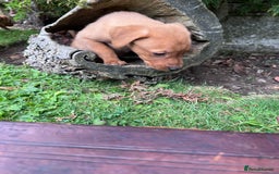 Labrador Retriever dogs for sale: Dark Red and Yellow KC reg DNA Clear Lab Puppies - Image 29