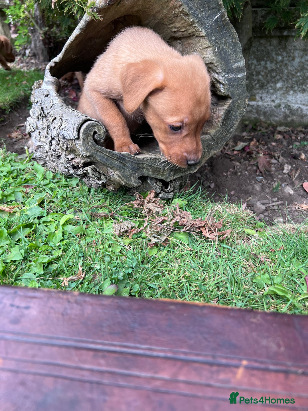 Labrador Retriever dogs for sale: Dark Red and Yellow KC reg DNA Clear Lab Puppies - Image 29