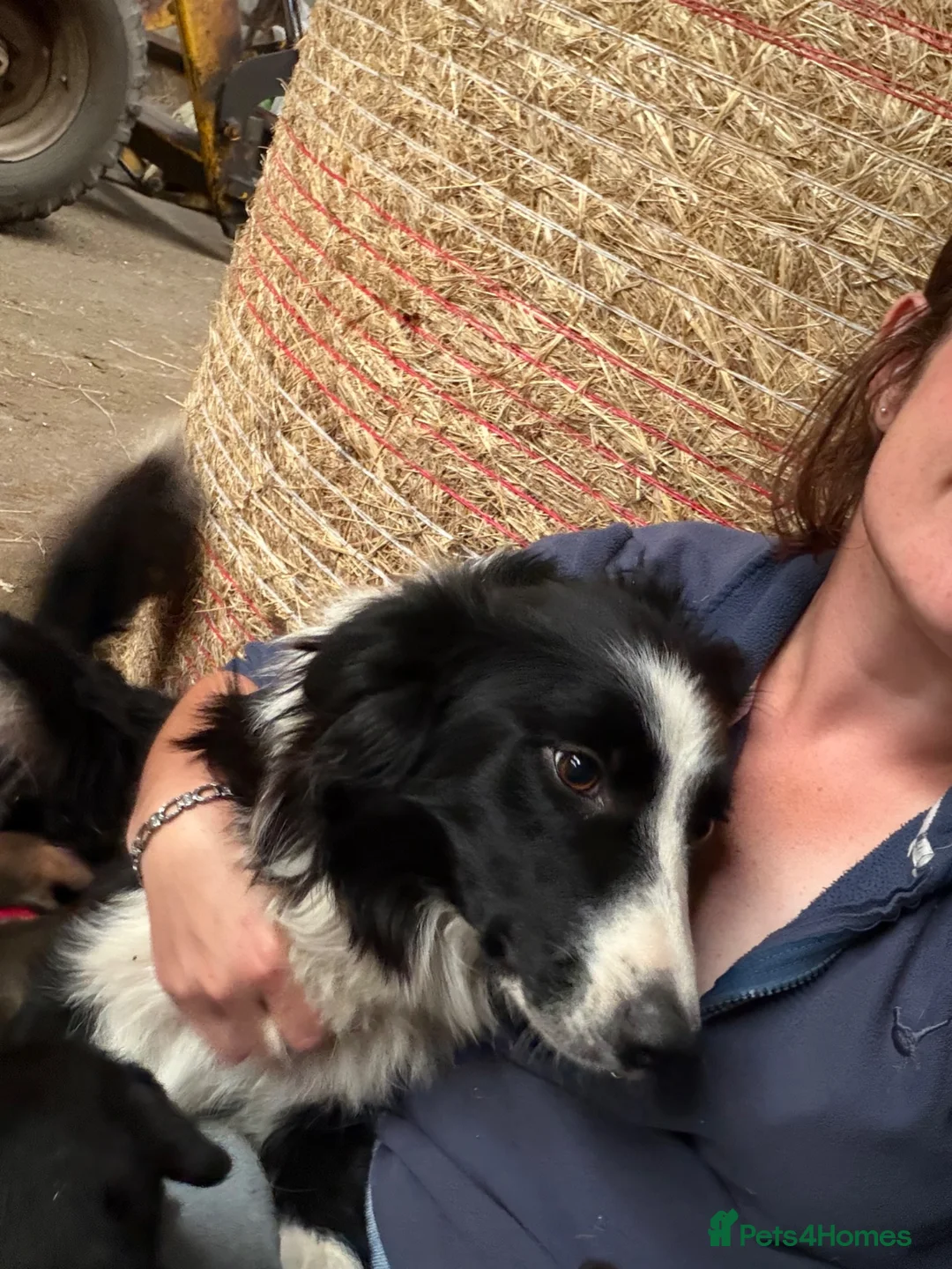 Mixed Breed dogs for sale: Beautiful litter of teckle x puppies for sale  - Advert 2