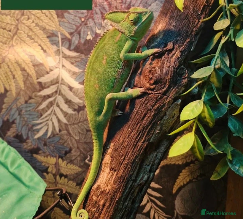 Chameleon reptiles for sale: Young female veiled Chameleon  in Chester - Advert 1