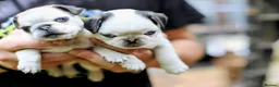 Pug dogs for sale: Panda pugs in Bishop Auckland - Advert 24