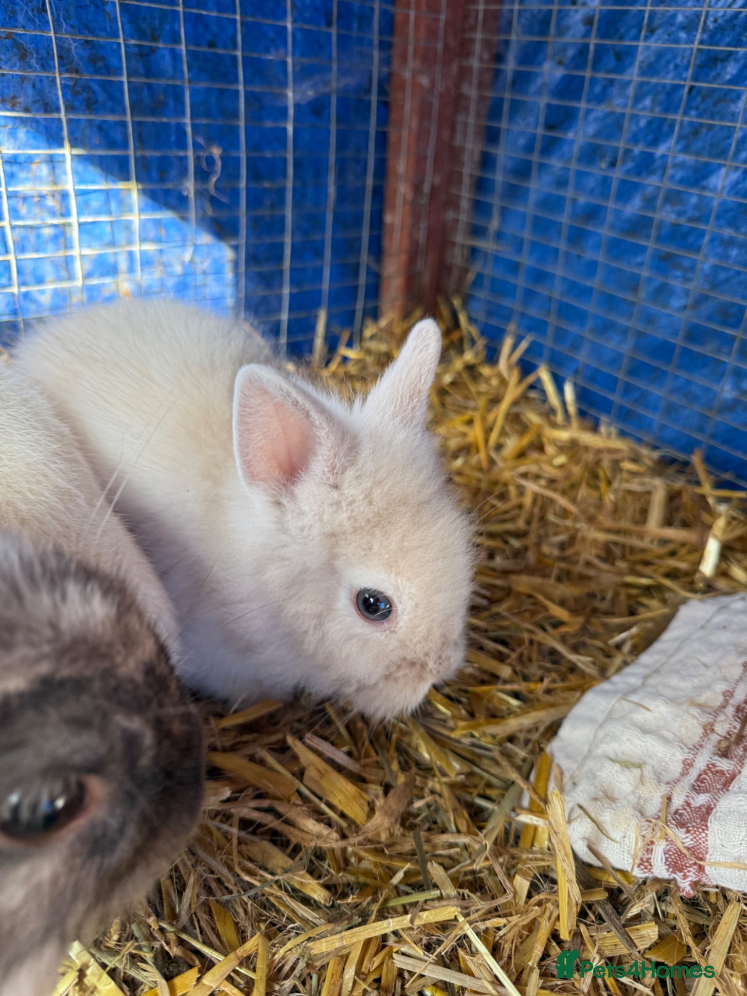Lionhead rabbits 9x gorgeous fluffy lionhead bunnies  - Advert 2