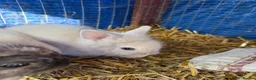 Lionhead rabbits for sale: 9x gorgeous fluffy lionhead bunnies  - Advert 2