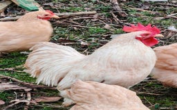 Hens poultry for sale: Lemon Pekin Bantams Trio - Image 2