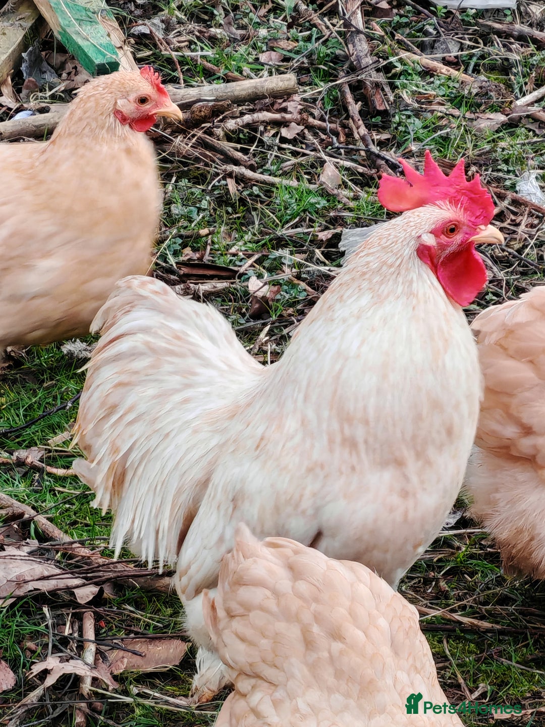 Hens poultry for sale: Lemon Pekin Bantams Trio - Image 2