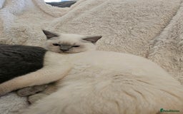 Mixed Breed cats for sale: Beautiful British Shorthair Cross  - Image 2