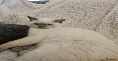 Mixed Breed cats - Advert 3