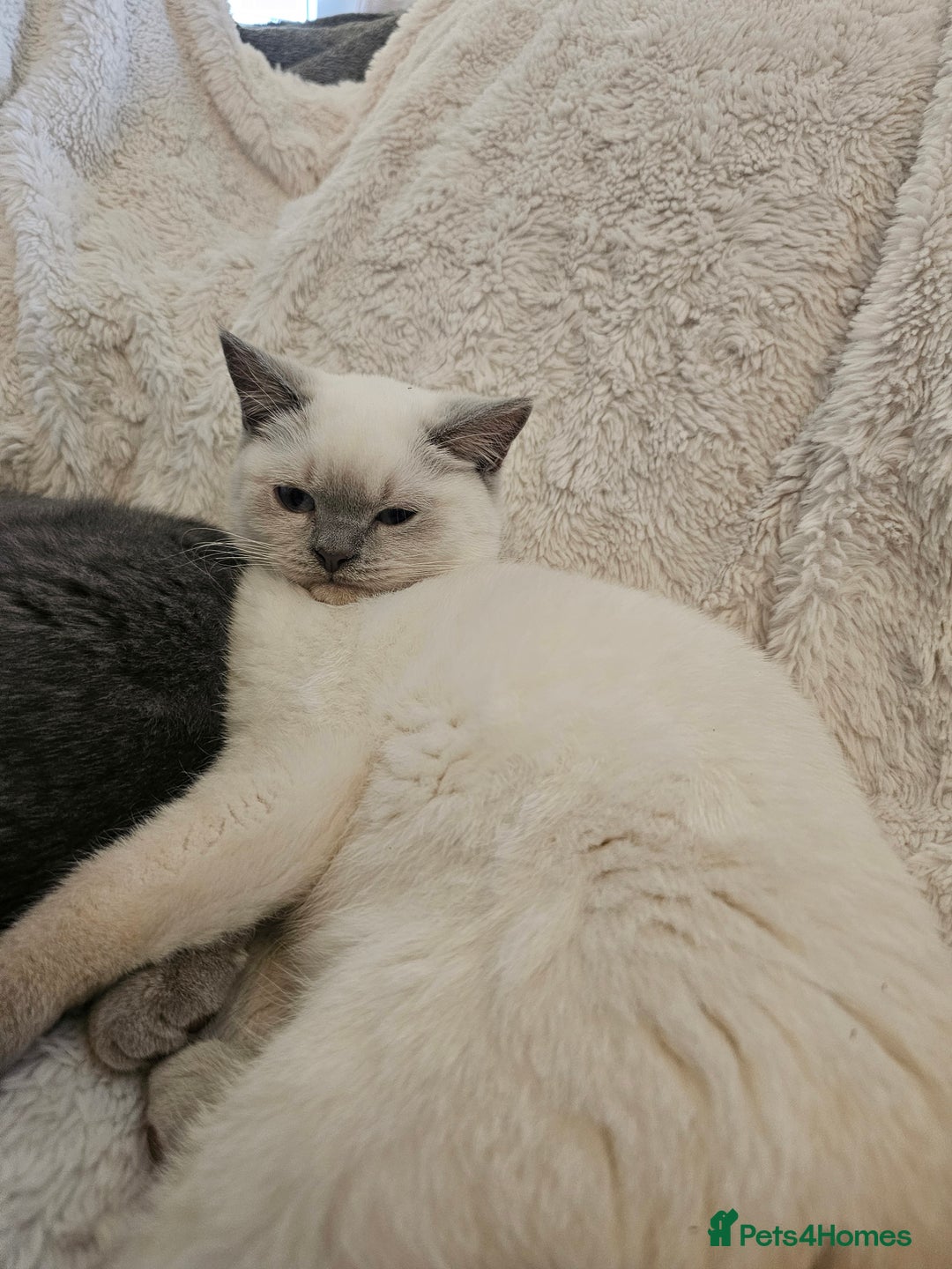 Mixed Breed cats for sale: Beautiful British Shorthair Cross  - Image 2