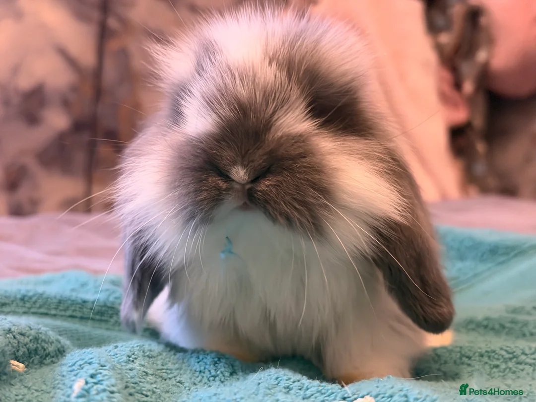 Mini Lop rabbits for sale: Mini lop - Advert 6