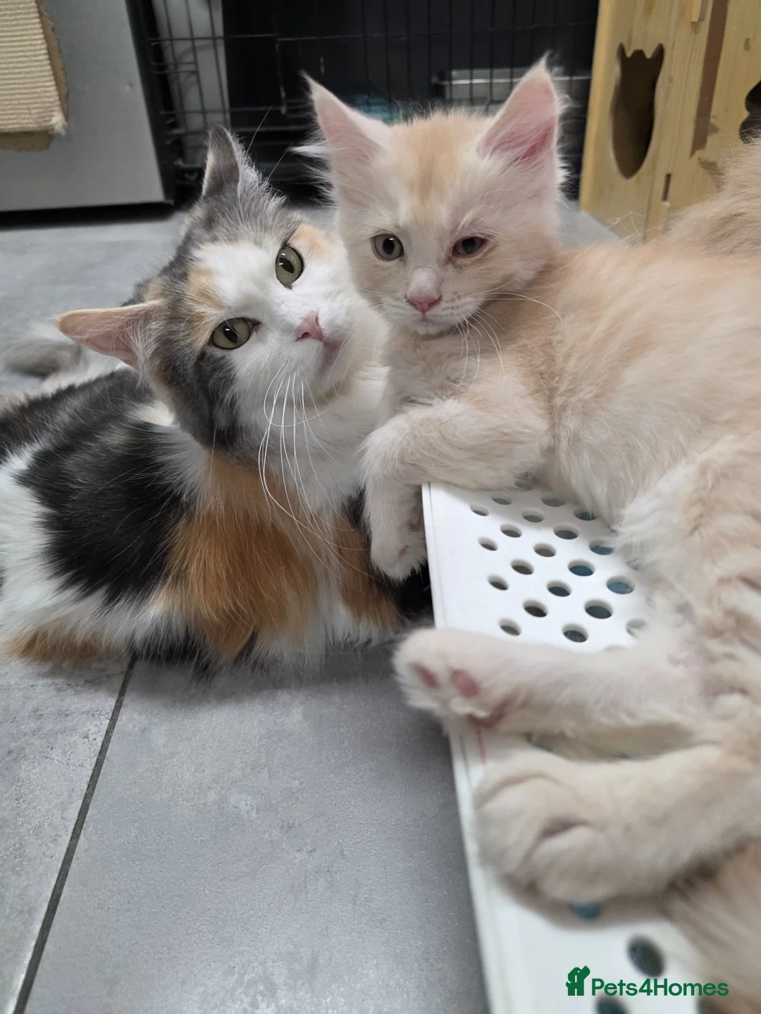 Maine Coon cats for sale: 3/4 Maincoon Ragdoll Mix Kitten Ready for New Home - Advert 2