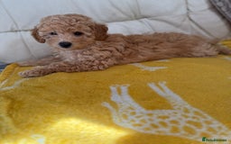Cavapoo dogs for sale: 1 F2 Cavapoo Puppy Available–Ready for Loving Home - Image 3