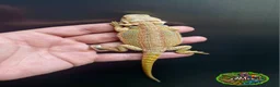 Bearded Dragon reptiles for sale: Bearded dragon Holdback release at HT exotics! - Advert 22