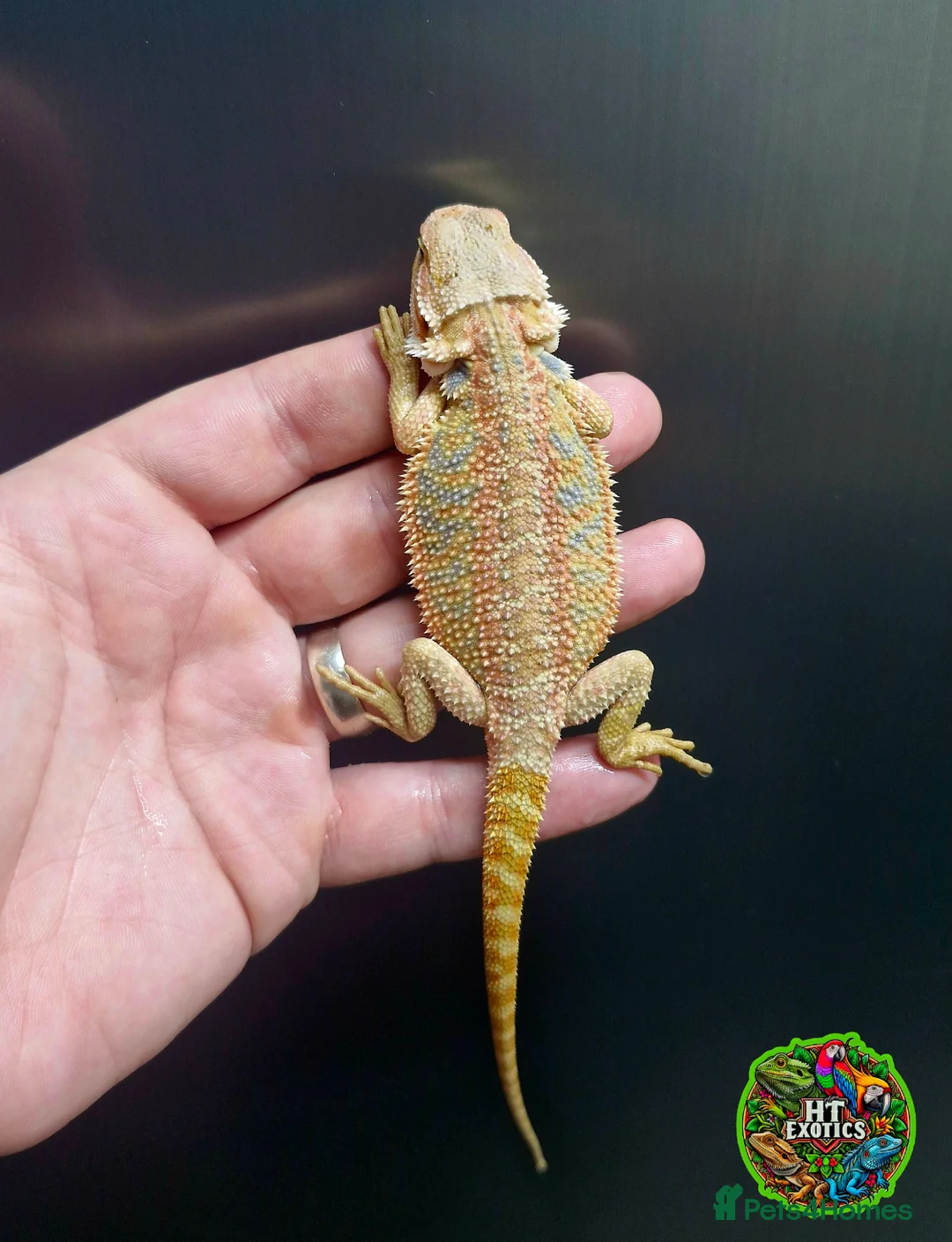 Bearded Dragon reptiles for sale: Bearded dragon Holdback release at HT exotics! - Advert 22