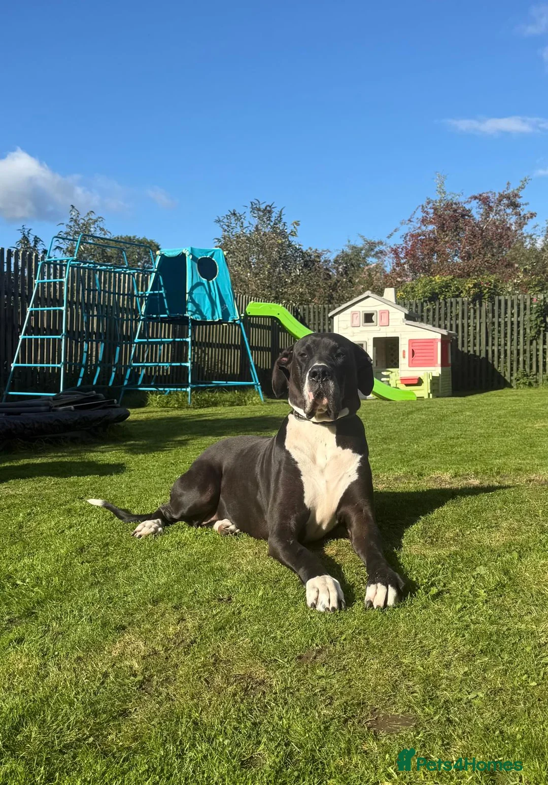 Great Dane dogs for sale: Great Dane  in Newcastle upon Tyne - Advert 1