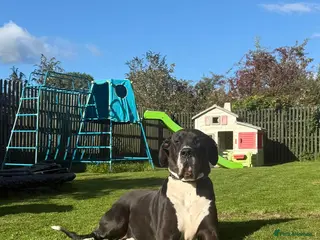 Great Dane dogs Great Dane - Advert 1