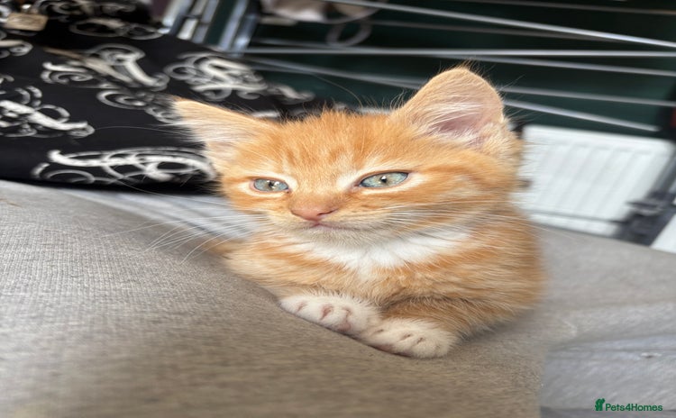 Mixed Breed cats - Advert 10