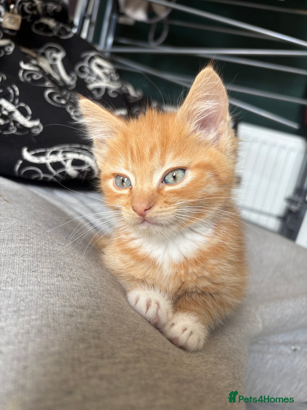 Mixed Breed cats for sale: (NEED HOMES) Beautiful kittens white/ginger - Image 1