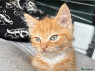 Mixed Breed cats - Advert 6