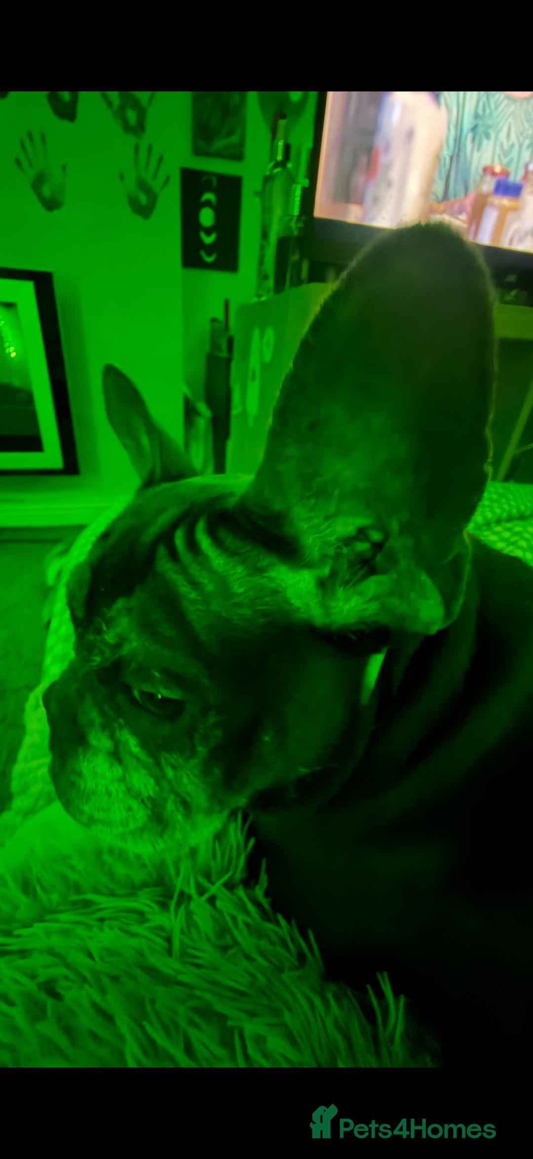 French Bulldog dogs for sale: Bella  - Advert 3