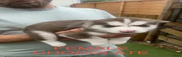 Siberian Husky dogs for sale: PURE SIBERIAN HUSKY PUPS - Advert 2