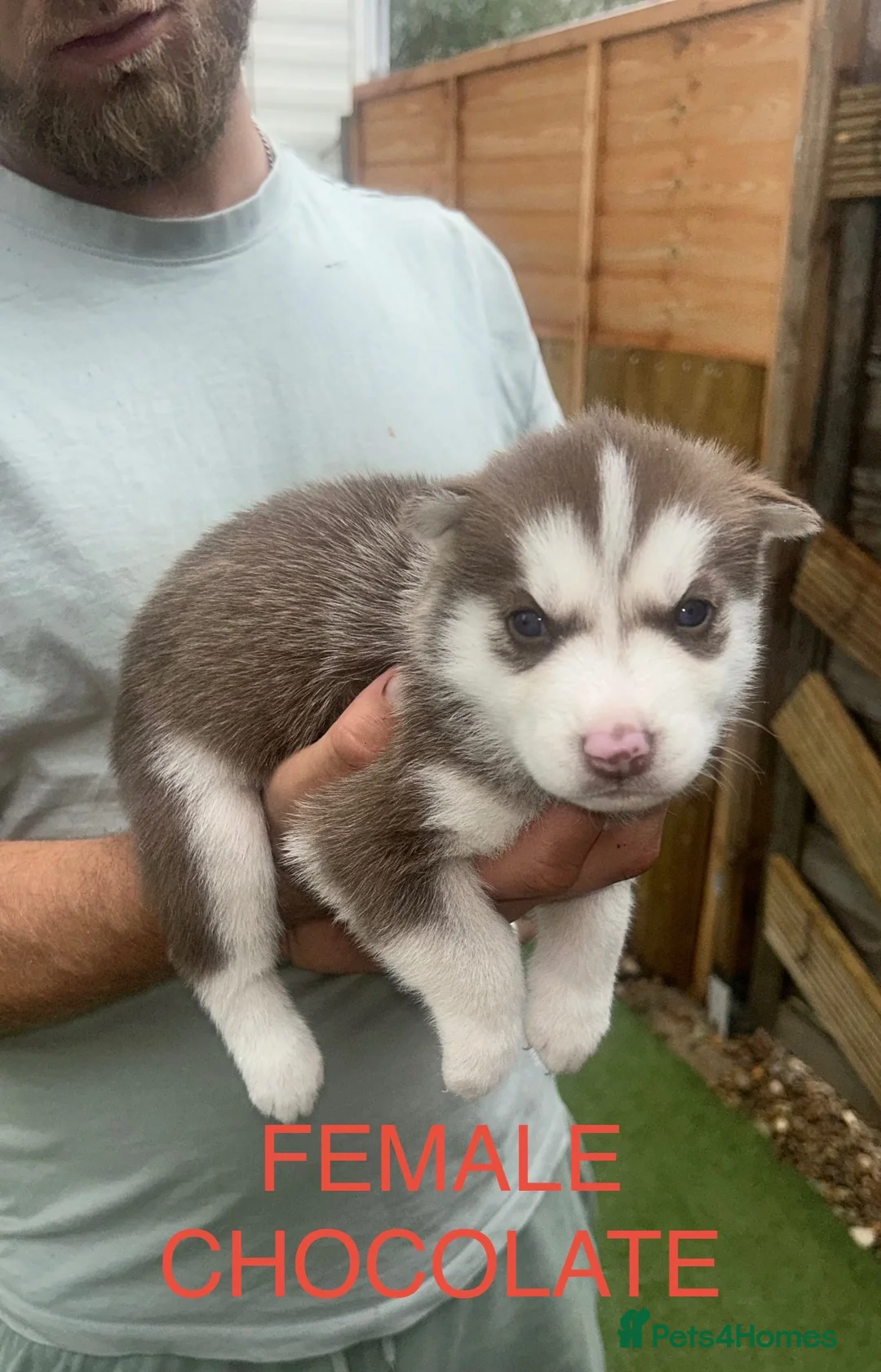 Siberian Husky dogs for sale: PURE SIBERIAN HUSKY PUPS - Advert 2
