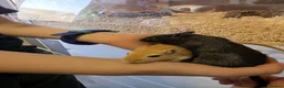 Gerbil rodents for sale: Two Female Gerbils 7 months old - Advert 3