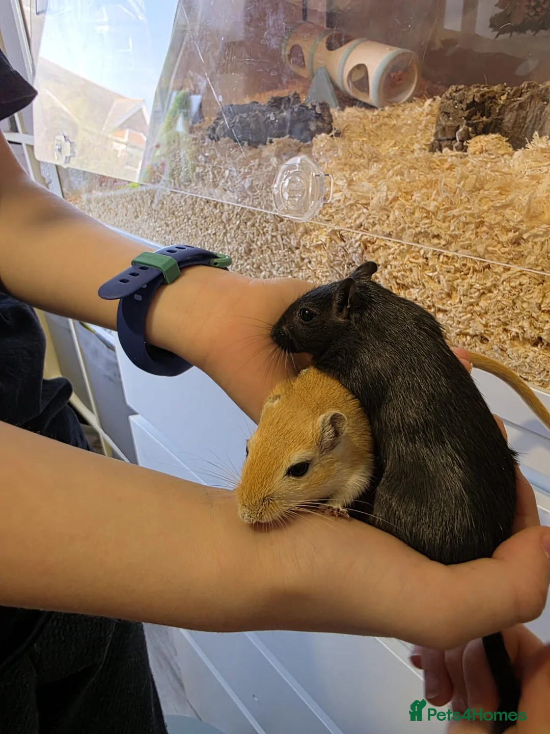 Gerbil rodents for sale: Two Female Gerbils 7 months old - Advert 3