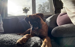 Boxer dogs for sale: Beautiful girl deserves the world 8 months old - Image 1