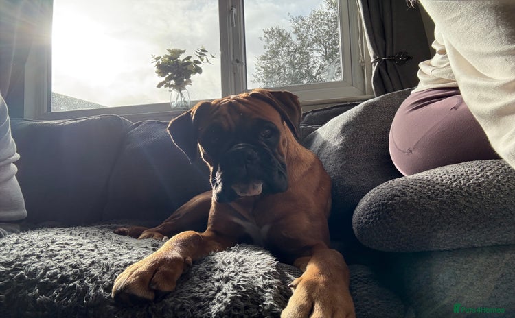 Boxer dogs - Advert 1