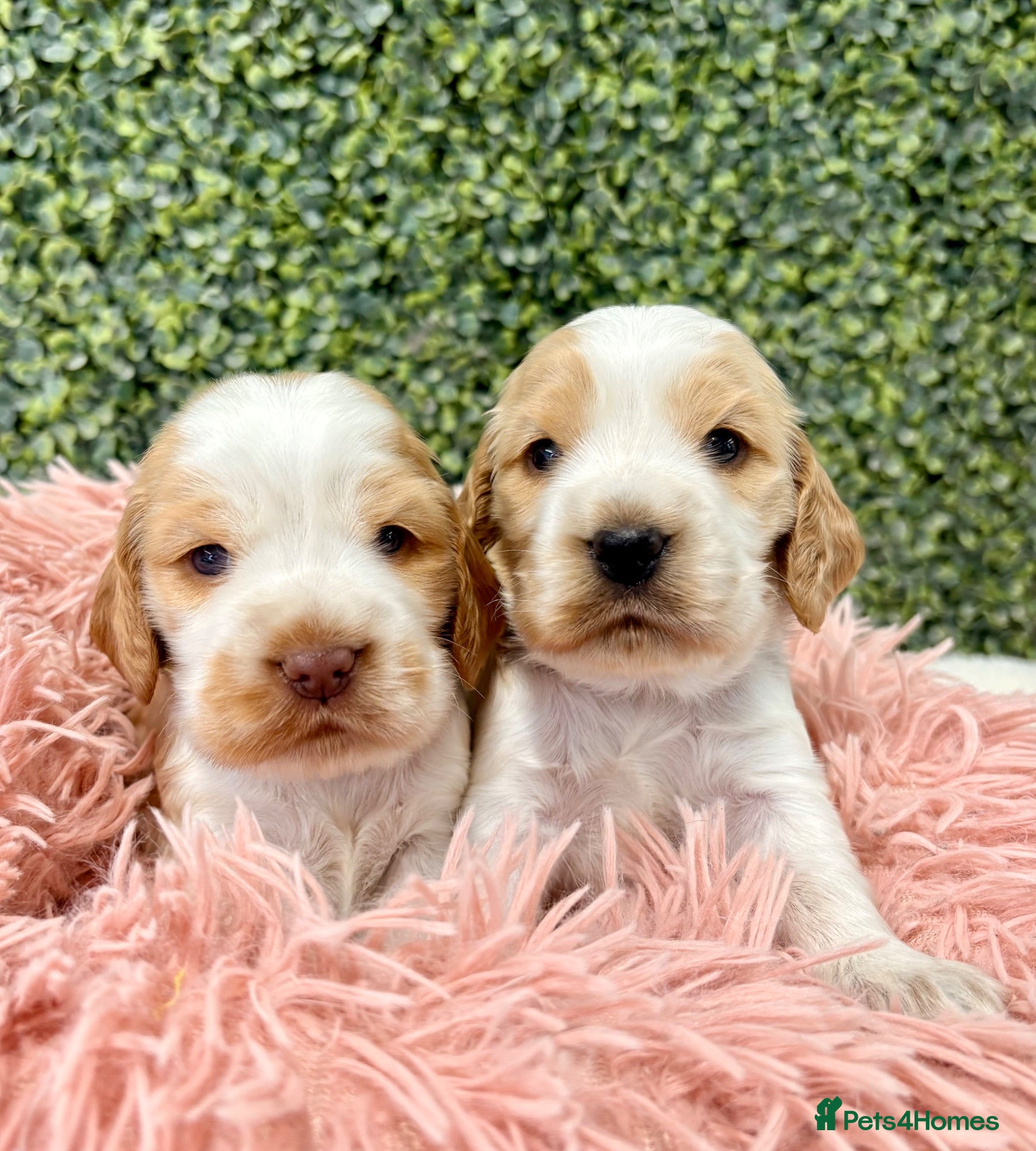 Cocker Spaniel dogs 🧡🤍 KC REG Show cocker Spaniel puppies for sale - Advert 1