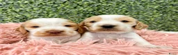 Cocker Spaniel dogs for sale: 🧡🤍 KC REG Show cocker Spaniel puppies for sale - Advert 9