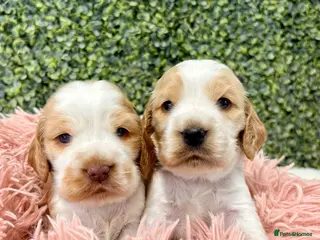 Cocker Spaniel dogs 🧡🤍 KC REG Show cocker Spaniel puppies for sale - Advert 1