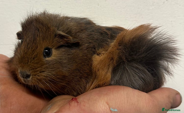 Guinea Pig rodents 8 week old baby boys  - Advert 1